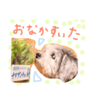 大好きわんこテトとトト（個別スタンプ：26）