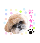 大好きわんこテトとトト（個別スタンプ：27）