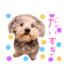 大好きわんこテトとトト（個別スタンプ：30）