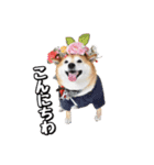 柴犬ペコと子分たちpart 1（個別スタンプ：2）