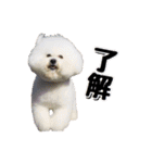 柴犬ペコと子分たちpart 1（個別スタンプ：3）