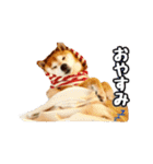 柴犬ペコと子分たちpart 1（個別スタンプ：4）