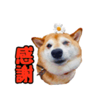 柴犬ペコと子分たちpart 1（個別スタンプ：5）