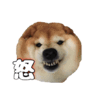 柴犬ペコと子分たちpart 1（個別スタンプ：7）