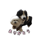 柴犬ペコと子分たちpart 1（個別スタンプ：12）