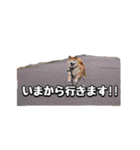 柴犬ペコと子分たちpart 1（個別スタンプ：13）