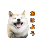 柴犬ペコと子分たちpart 1（個別スタンプ：15）
