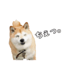 柴犬ペコと子分たちpart 1（個別スタンプ：17）