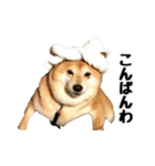 柴犬ペコと子分たちpart 1（個別スタンプ：19）