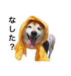 柴犬ペコと子分たちpart 1（個別スタンプ：20）