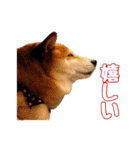柴犬ペコと子分たちpart 1（個別スタンプ：22）
