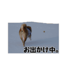 柴犬ペコと子分たちpart 1（個別スタンプ：23）