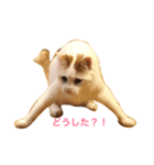にゃんことわんこ。その2（個別スタンプ：17）