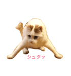にゃんことわんこ。その2（個別スタンプ：18）