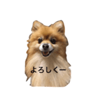 にゃんことわんこ。その2（個別スタンプ：30）