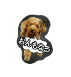 プリティーシェリーその2（個別スタンプ：6）