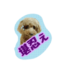 プリティーシェリーその2（個別スタンプ：9）
