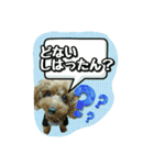 プリティーシェリーその2（個別スタンプ：15）
