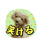 プリティーシェリーその2（個別スタンプ：19）