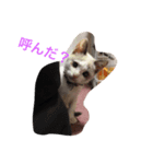 ねこは正義（個別スタンプ：2）
