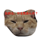 ねこは正義（個別スタンプ：3）