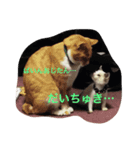 ねこは正義（個別スタンプ：4）