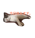 ねこは正義（個別スタンプ：5）