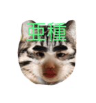 ねこは正義（個別スタンプ：6）