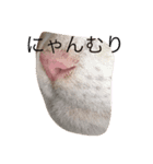 ねこは正義（個別スタンプ：7）