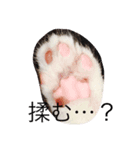 ねこは正義（個別スタンプ：8）