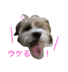 チワマル ぴかる 2♪（個別スタンプ：6）