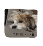 チワマル ぴかる 2♪（個別スタンプ：7）