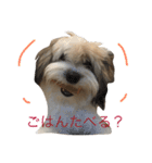 チワマル ぴかる 2♪（個別スタンプ：15）
