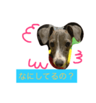 イタリアングレーハウンド（個別スタンプ：7）