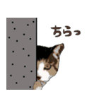 ねこっぽいの 3（個別スタンプ：12）