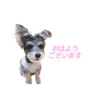 敬語のシュナ兄妹（個別スタンプ：9）