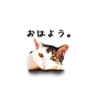 猫王スタンプ第1弾（個別スタンプ：1）