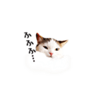 猫王スタンプ第1弾（個別スタンプ：8）