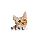 猫王スタンプ第1弾（個別スタンプ：11）
