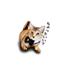 猫王スタンプ第1弾（個別スタンプ：13）