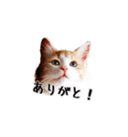 猫王スタンプ第1弾（個別スタンプ：15）