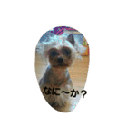 ヨーキのなな 1（個別スタンプ：6）