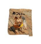 ヨーキのなな 1（個別スタンプ：14）
