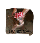 ヨーキのなな 1（個別スタンプ：19）