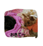 ヨーキのなな 1（個別スタンプ：23）