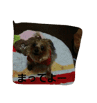 ヨーキのなな 1（個別スタンプ：28）