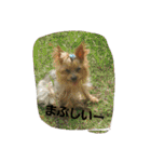 ヨーキのなな 1（個別スタンプ：32）
