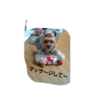 ヨーキのなな 1（個別スタンプ：34）