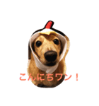 ショコラの一日（個別スタンプ：1）