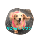 ショコラの一日（個別スタンプ：8）